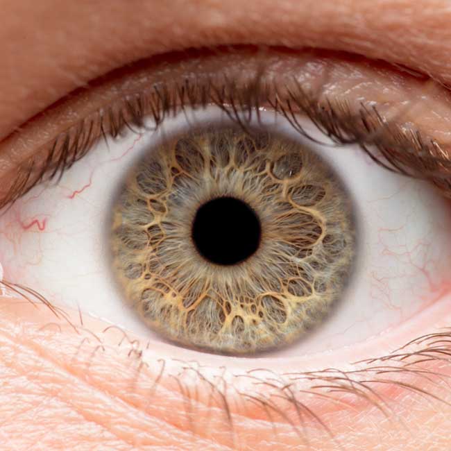 stereopsie vision